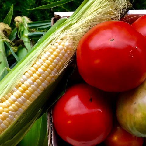 Ox roast partner McElhinny Farm's fresh produce including corn and tomatoes